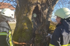 dovje1